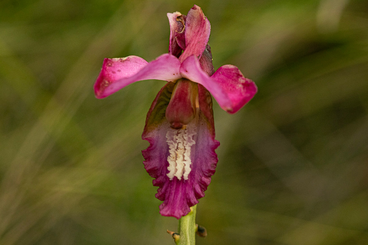 Eulophia tricristata