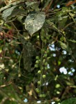 Thecacoris trichogyne