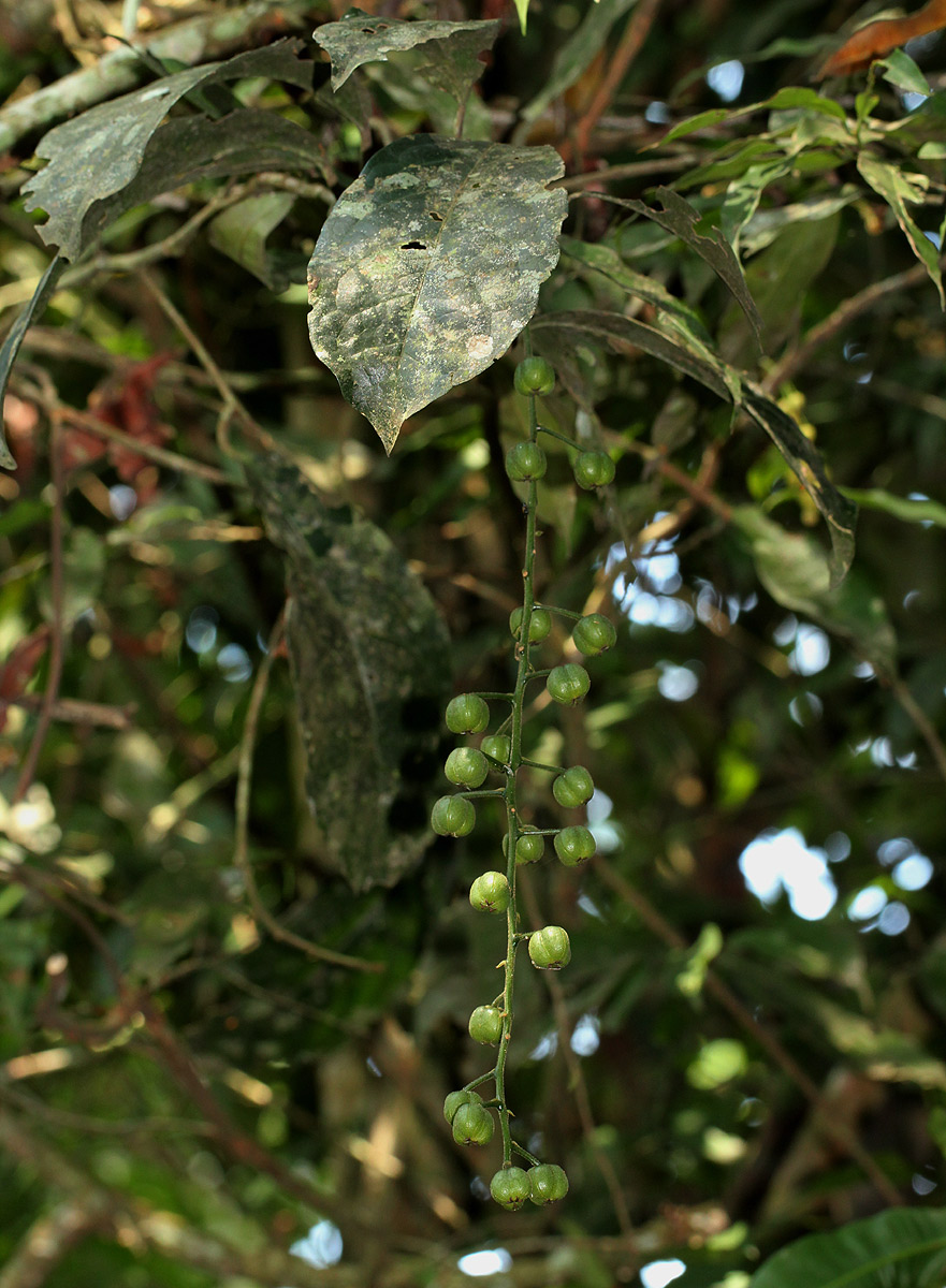 Thecacoris trichogyne