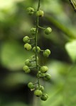 Thecacoris trichogyne