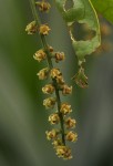 Thecacoris trichogyne