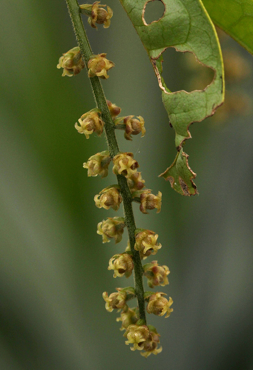 Thecacoris trichogyne