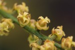 Thecacoris trichogyne