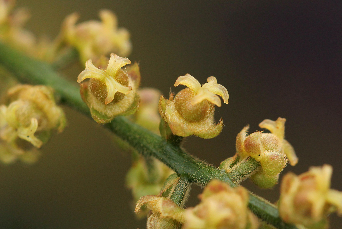 Thecacoris trichogyne