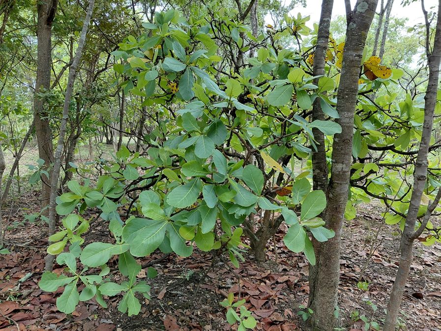 Uapaca pilosa var. pilosa Uapaca pilosa var. pilosa