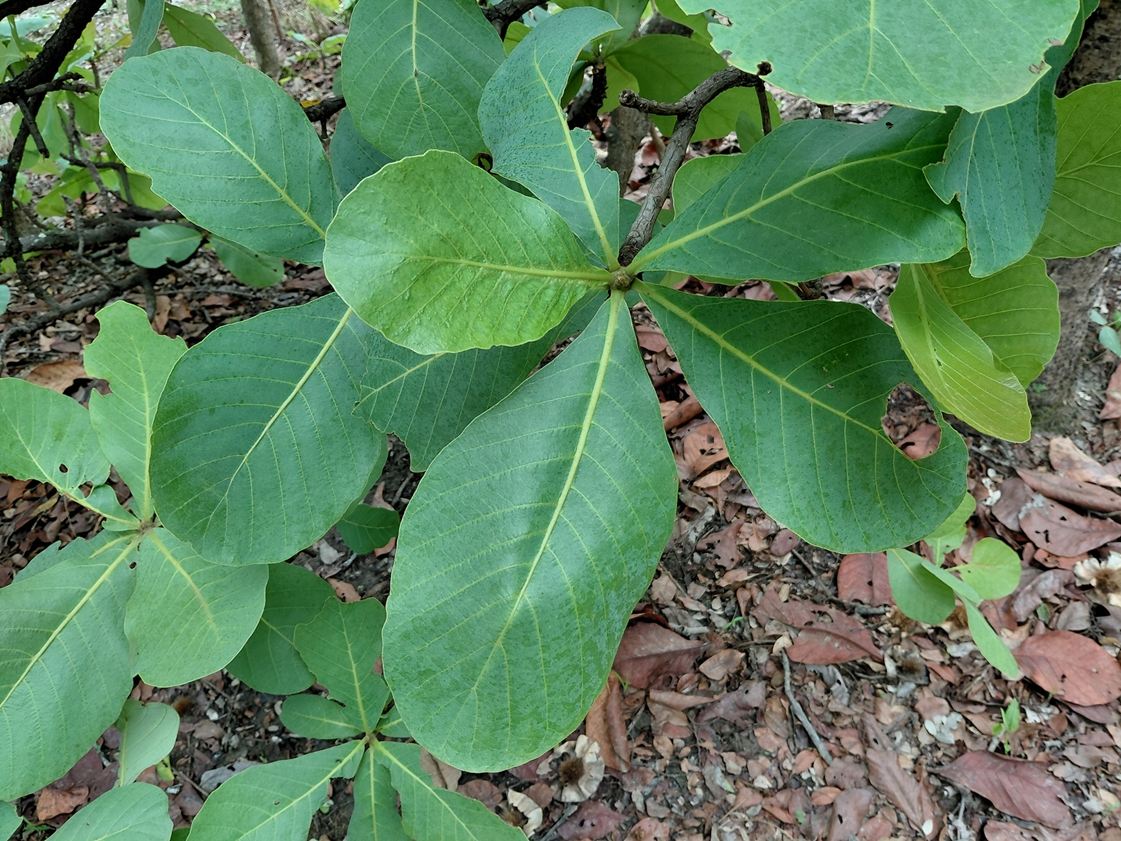 Uapaca pilosa var. pilosa Uapaca pilosa var. pilosa