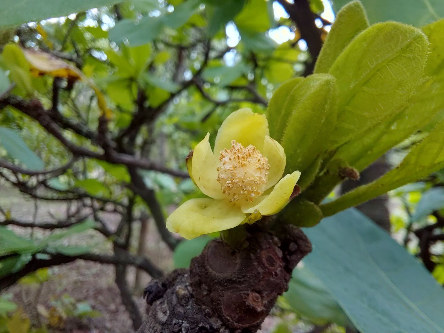 Uapaca pilosa var. pilosa Uapaca pilosa var. pilosa