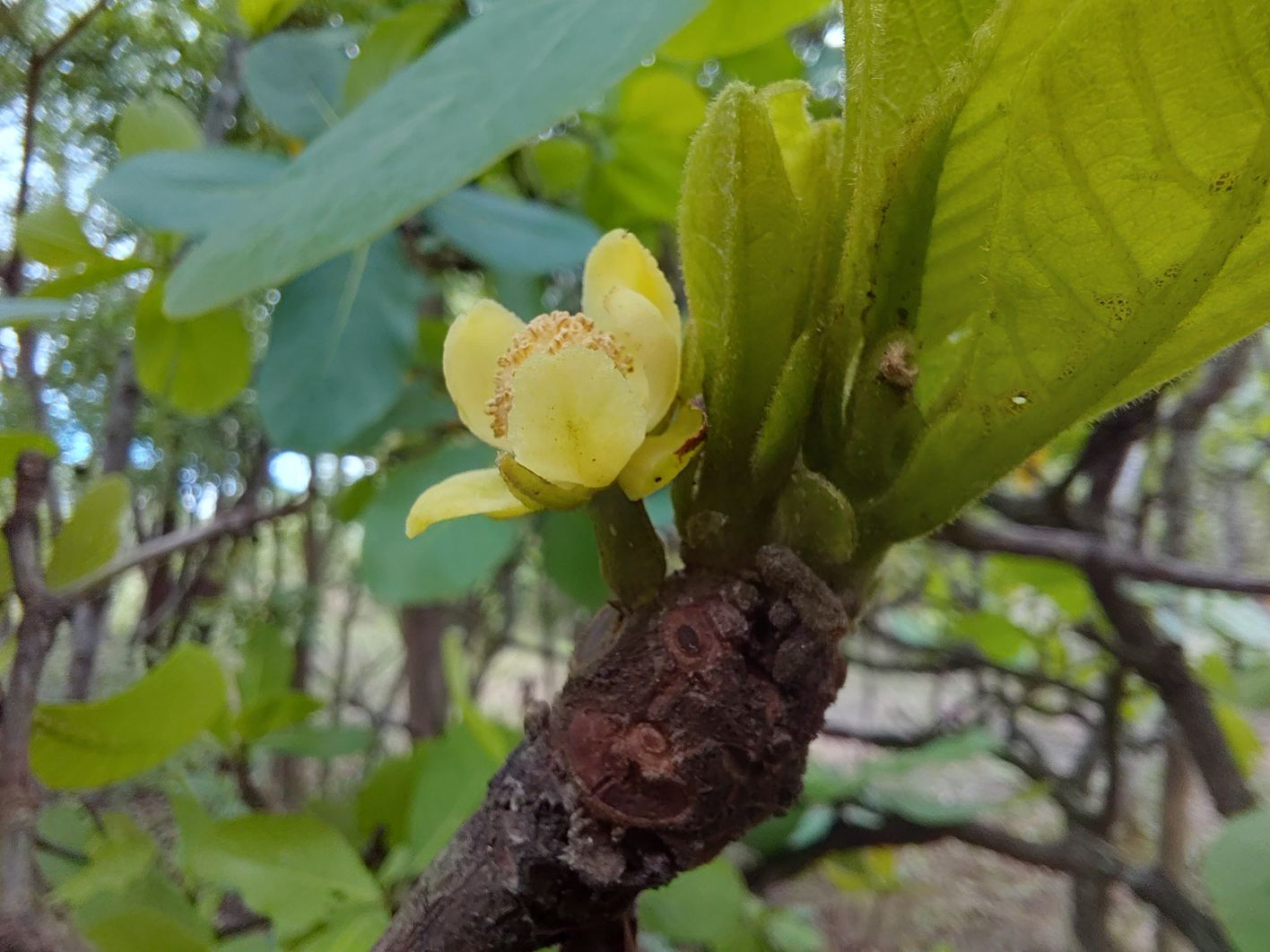 Uapaca pilosa var. pilosa Uapaca pilosa var. pilosa