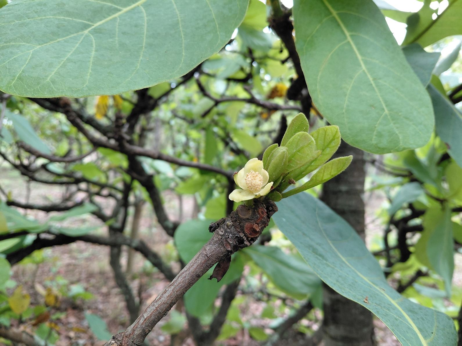Uapaca pilosa var. pilosa Uapaca pilosa var. pilosa