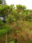 Uapaca robynsii