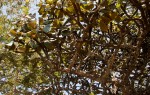 Uapaca robynsii