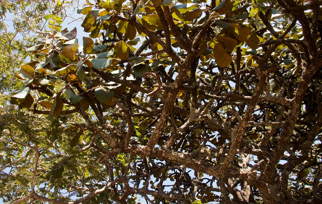 Uapaca robynsii