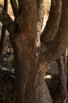Uapaca robynsii