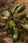 Uapaca robynsii
