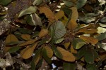 Uapaca robynsii