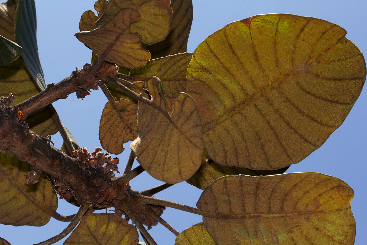 Uapaca robynsii