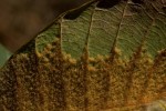 Uapaca robynsii