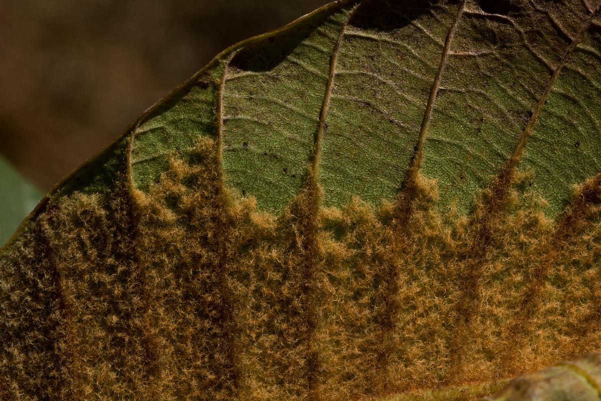 Uapaca robynsii