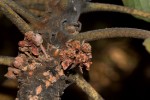 Uapaca robynsii