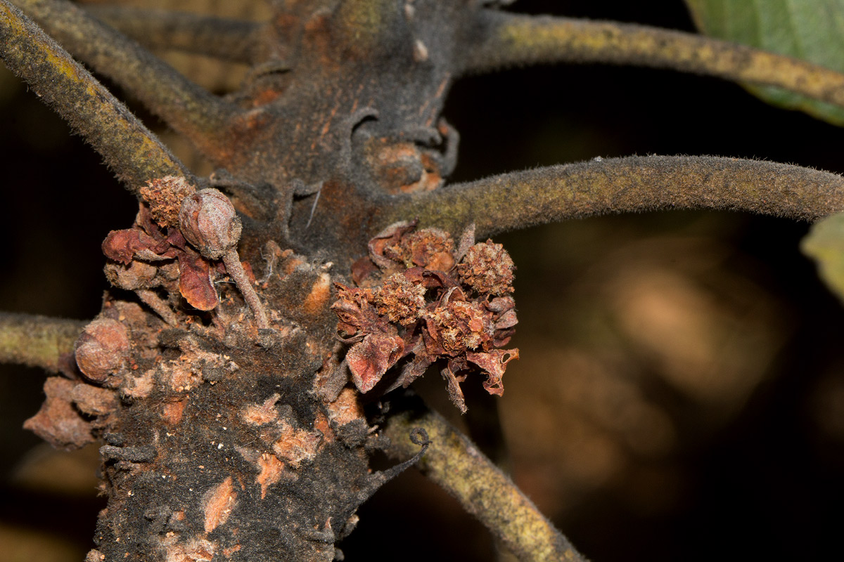 Uapaca robynsii