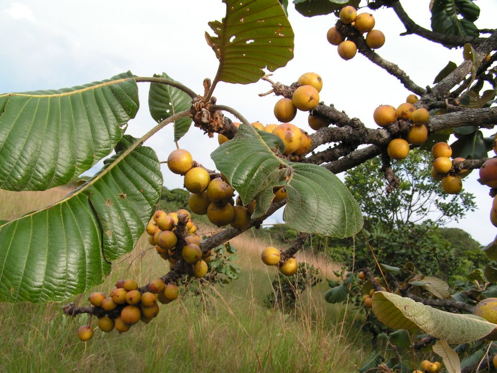 Uapaca robynsii