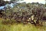 Uapaca robynsii