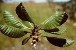 Uapaca robynsii