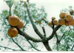 Uapaca robynsii