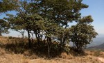 Uapaca robynsii