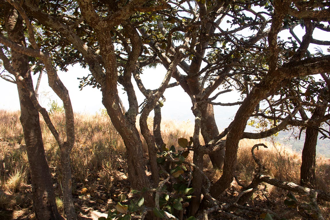 Uapaca robynsii