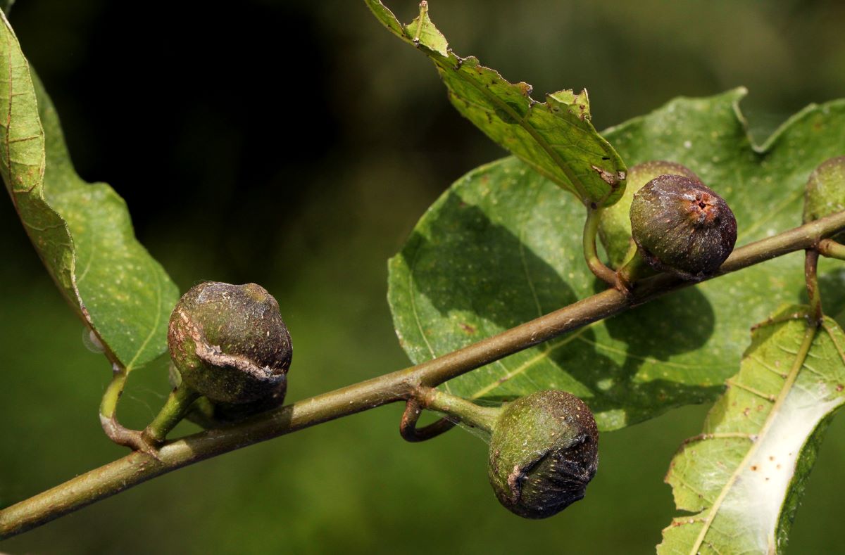 Ficus asperifolia