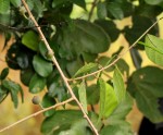 Ficus asperifolia