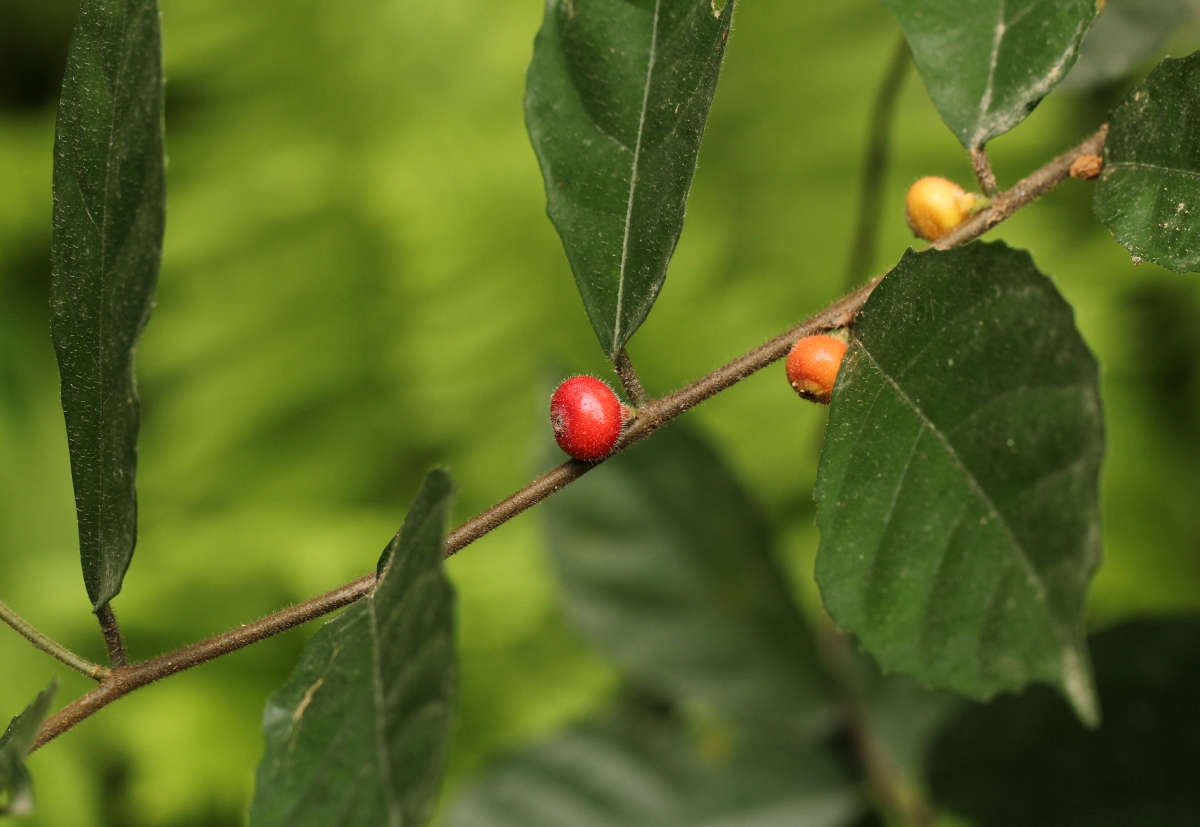 Ficus asperifolia