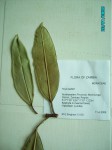 Ficus barteri