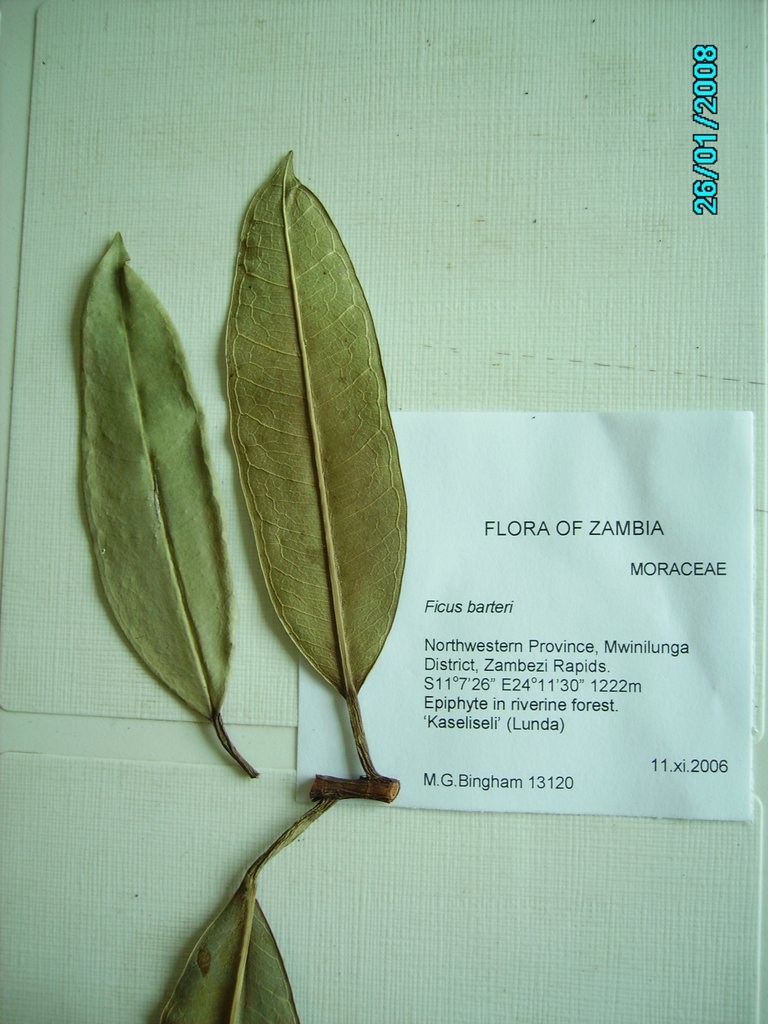 Ficus barteri