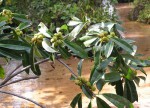 Ficus barteri