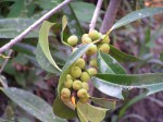 Ficus barteri