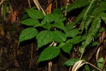 Pilea rivularis var. rivularis