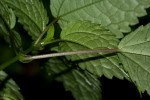 Pilea rivularis var. rivularis