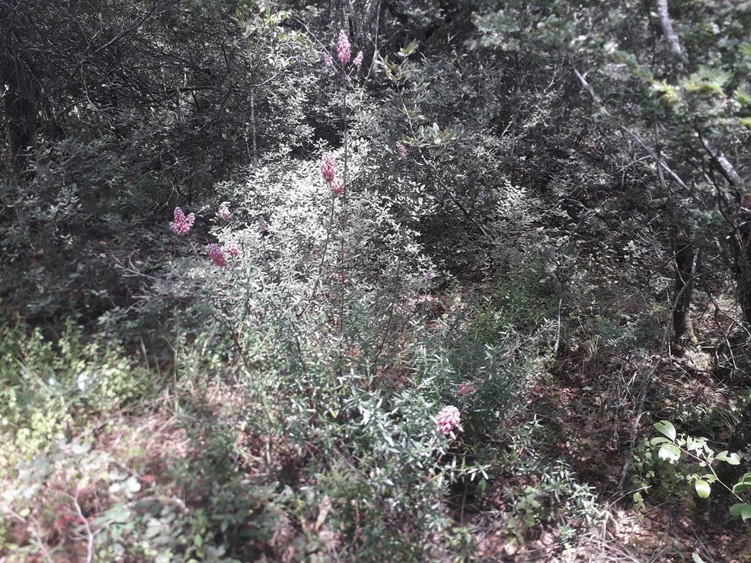 Alvesia rosmarinifolia