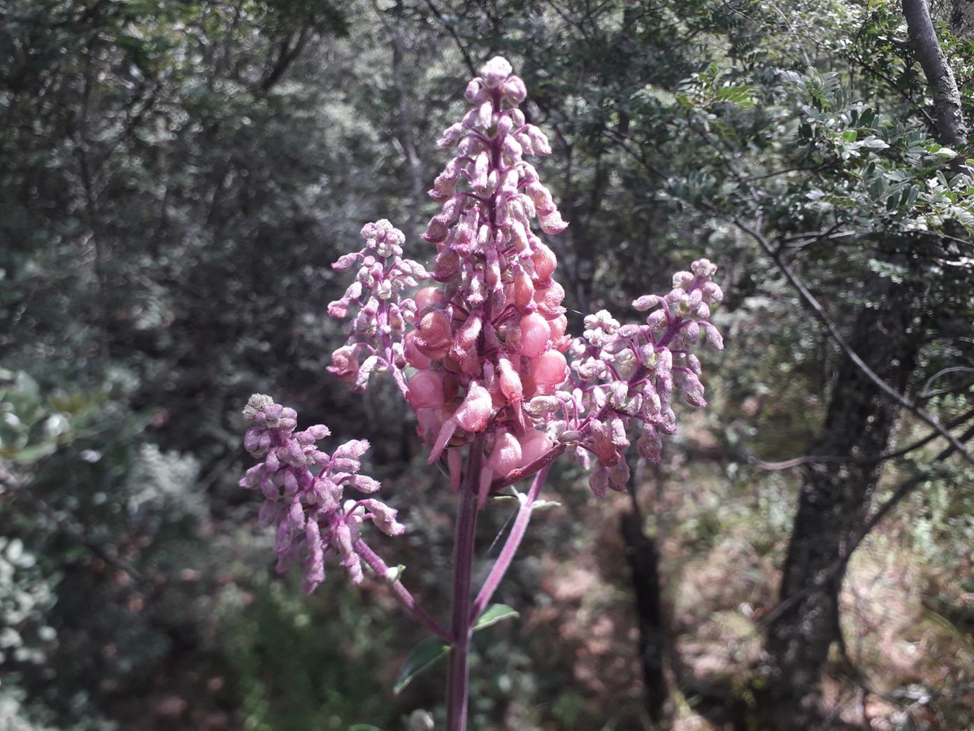 Alvesia rosmarinifolia