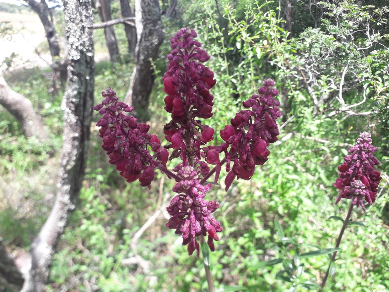 Alvesia rosmarinifolia