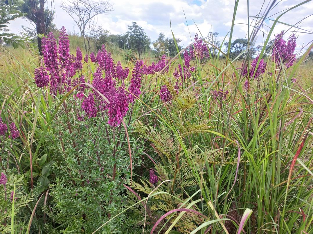 Alvesia rosmarinifolia