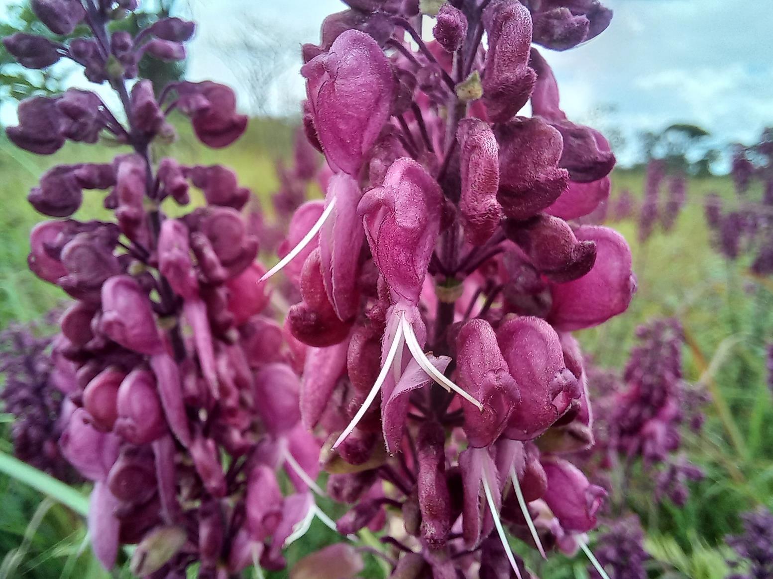 Alvesia rosmarinifolia Alvesia rosmarinifolia