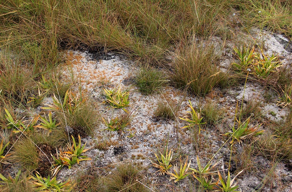 Syngonanthus welwitschii Syngonanthus welwitschii