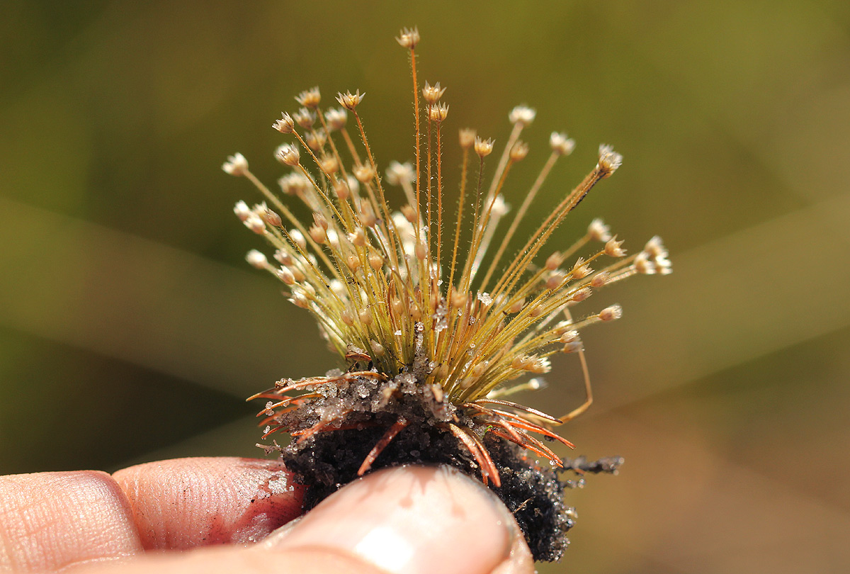 Syngonanthus welwitschii Syngonanthus welwitschii