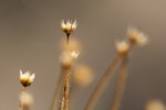Syngonanthus welwitschii