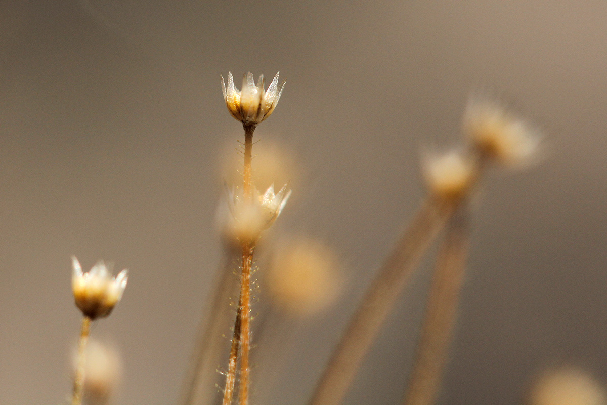 Syngonanthus welwitschii Syngonanthus welwitschii