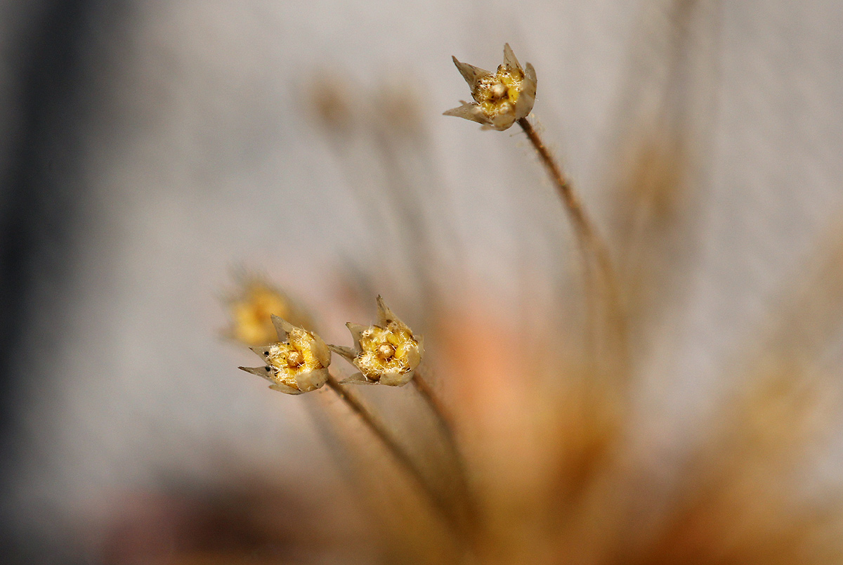 Syngonanthus welwitschii