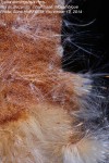 Typha domingensis